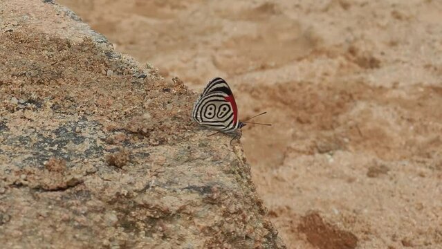 Beleza Alada: Borboleta 88 em seu Habitat Natural