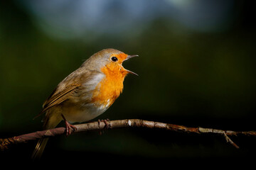 robin on a branch against a dark background singing with its beak wide open in a park in springtime