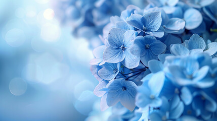 Fototapeta na wymiar A soft-focus scene of blue hydrangeas, with the flowers' intricate details gently blurred, creating a dreamlike effect on a tranquil blue background. 32k, full ultra hd, high resolution