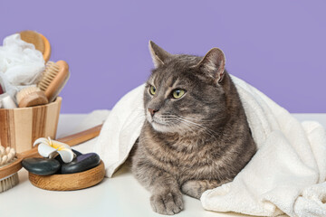 Cute grey cat with towel lying near spa supplies on table near purple wall