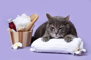 Cute grey cat with white towel lying near spa supplies and flowers on table near purple wall