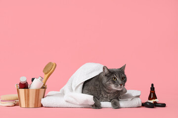 Cute grey cat and beautiful spa composition on pink background