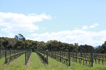 Fototapeta na wymiar California Vineyard background, wine country in springtime green hills 