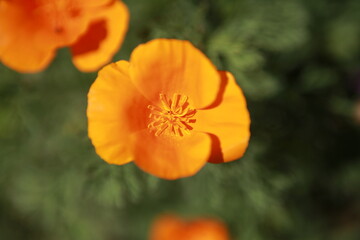 Obraz premium California Golden poppies, state flower, closeup detail