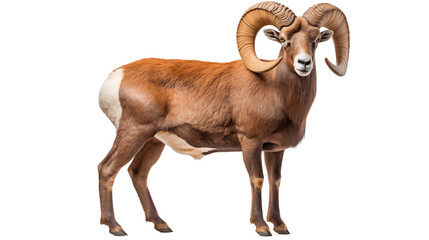 Obraz premium Mountain goat standing isolated on white background