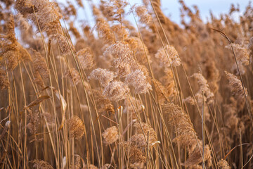 Fototapeta premium Phragmites australis. Pampas grass at sunset Reed seeds in neutral colors on a light background Dry reeds close up.