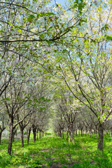 Obraz premium Pear blossoms flower on a sunny spring day.
