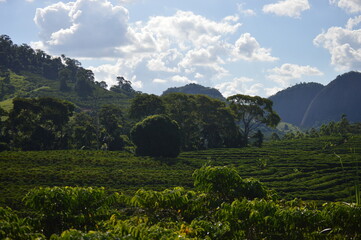 Planting coffee trees in the hills and hills of Brazil