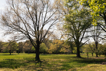 Obraz premium A beautiful spring park on a sunny day, large trees with young green leaves and flowering dogwoods. Summer landscape in the forest. Milliken Park, Spartanburg, SC, USA