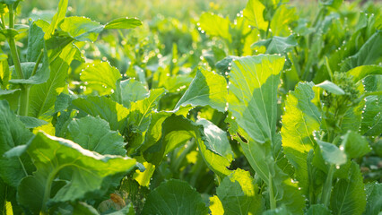 green vegetable growing in vegetable garden, green leaves with morning dew in nature.