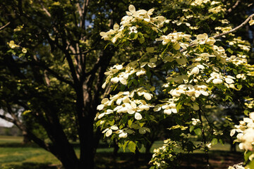 White Dogwood tree or Cornus florida in full bloom against blue sky. Hanamizuki, Cornus florida, Flowering Dogwood. Summer and spring background with white and creamy flowers