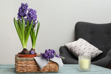 Beautiful violet hyacinth flowers in basket on table in room