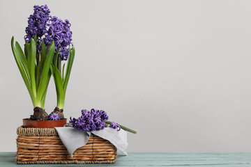 Beautiful violet hyacinth flowers in basket on table against white background