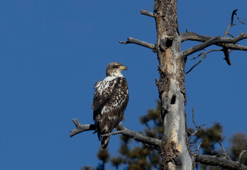 Juvenile Bald Eagle