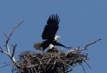Bald Eagle Nest