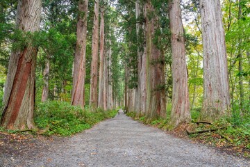 大きな杉並木に囲まれた静かな神社の参道の情景