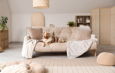 Cute fluffy Australian Shepherd dog sitting on sofa in living room - obrazy, fototapety, plakaty