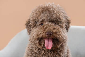 Cute poodle in grey armchair on beige background, closeup