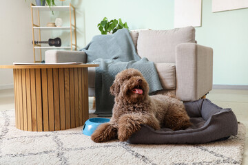Funny poodle lying in pet bed at home