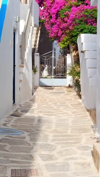 Walking with steadycam in picturesque narrow street with traditional whitewashed houses with blooming bougainvillea flowers of Naousa town in famous tourist attraction Paros island, Greece