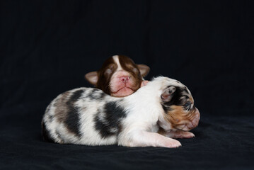 Fototapeta na wymiar Australian Shepherd newborn puppie
