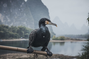 A cormorant bird sitting on the stick in Xing Ping village, Guilin, China