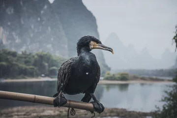 Photo sur Plexiglas Guilin A cormorant bird sitting on the stick in Xing Ping village, Guilin, China