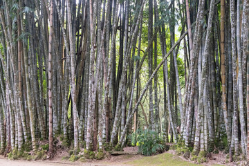Forest of bamboo trees at Brazil
