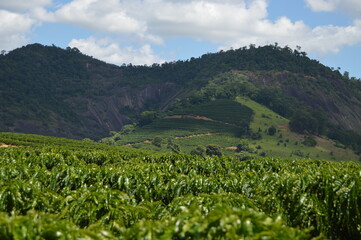 Fototapeta na wymiar Beautiful view of the coffee plantation in the hills and hills in the interior of Brazil 
