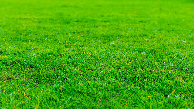 Image of a beautiful green lawn