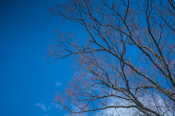 冬の青空