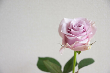 Fototapeta premium 薄紫の薔薇