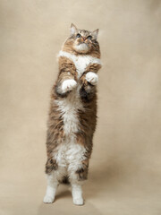 An energetic tabby cat stands tall, reaching upwards with focused intent. Pet in studio - 780181770