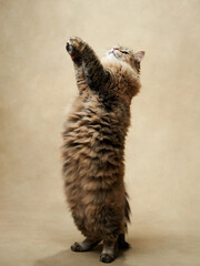 An energetic tabby cat stands tall, reaching upwards with focused intent. Pet in studio - 780181936