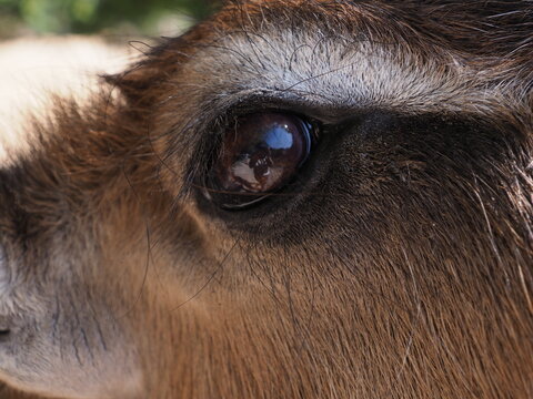 Deer eye close up