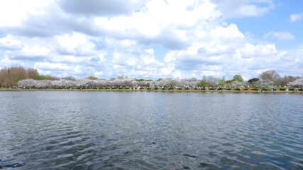 Pond and natural scenery of Mizumoto Park in Tokyo