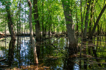Obraz premium Scenic woodland path flanked by lush greenery and trees in Canada