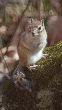 A chipmunk takes a look around. Vertical video.