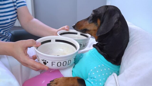Dog lies in hospital ward of veterinary clinic for rehabilitation Caring owner feeds weak pet Spoiled aging dog age-related changes, owner gives choice of two cups, no appetite Caring for old animal