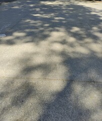 shadow of a tree,Sombra de un árbol 
