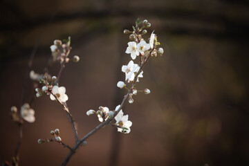 Selective blur on Blossoms on a blooming tree with white flowers during spring. Blossoms happen at spring during the pollinisation of fruit trees.