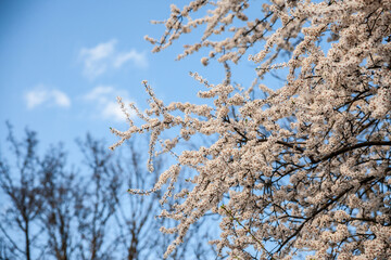 Selective blur on Blossoms on a blooming tree with white flowers during spring with blue sky in background. Blossoms happen at spring during the pollinisation of fruit trees.