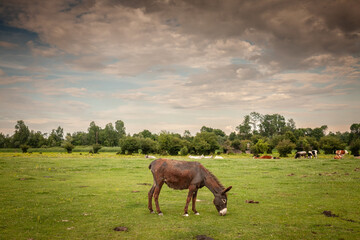 Selective blur on a donkey grazing in a grassfield pasture in a farm in Zasavica, Serbia. Equus...