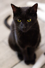 Gato negro mirando fijamente algo