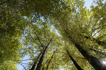 Green forest. Tree with green Leaves Bottom view background