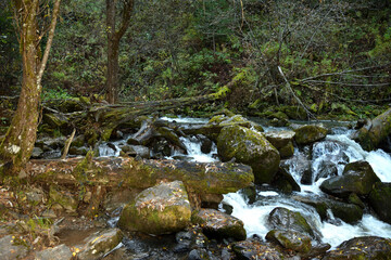 A stormy stream of a river flows down from the mountains, skirting moss-covered stones and the trunks of fallen trees in its flow on a cloudy autumn day.