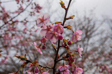 樹木公園の河津桜