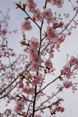 樹木公園の河津桜