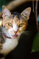 Gato de tres colores mirando directamente a la cámara con la lengua afuera
