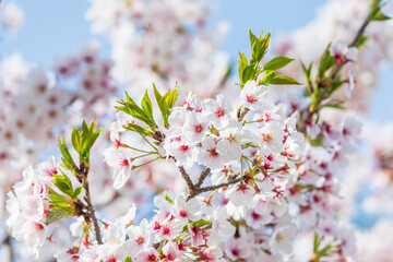 Cherry blossoms in full bloom in the warm spring sunlight. Japanese cherry, Sakura